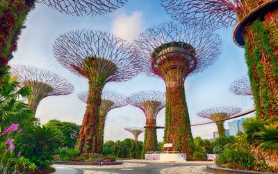Alberi solari: tutto quello che c’è da sapere