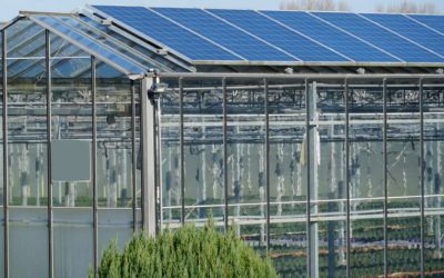 Cosa coltivare in una serra fotovoltaica?