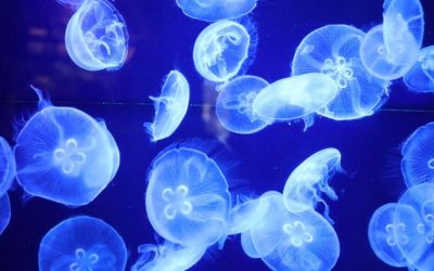 Che cos’è la bioluminescenza?