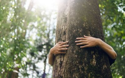 10 frasi sul rispetto dell’ambiente