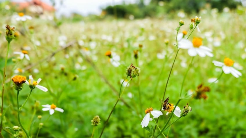 Giornata mondiale della natura: quando è e cosa fare